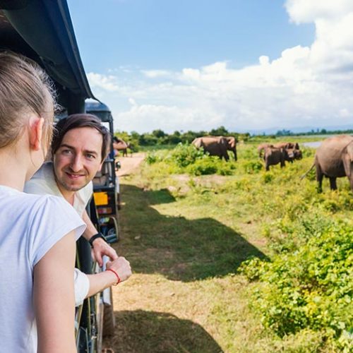 safari-family_800x520